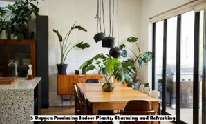 Oxygen Producing Indoor Plants